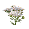 Yarrow Liquid Extract, Organic Yarrow (Achillea millefolium) Dried Flower Tincture