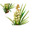 Yucca (Yucca Glauca) Wildcrafted Dried root Veterinary Natural Alcohol-FREE Liquid Extract, Pet Herbal Supplement