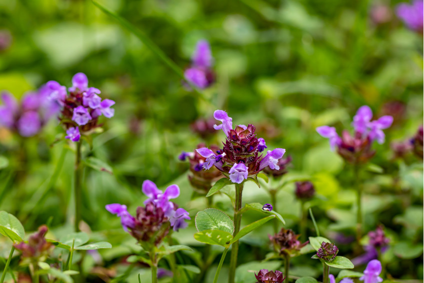 SELFHEAL: NATURE'S VERSATILE HERB FOR WELL-BEING