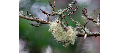 USNEA: NATURE’S MULTIFACETED LICHEN