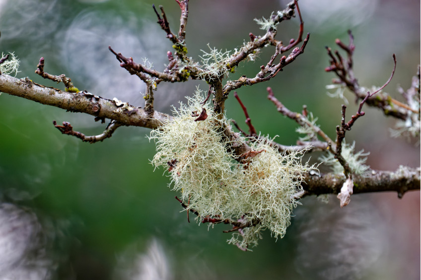 USNEA: NATURE’S MULTIFACETED LICHEN