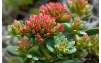 Rhodiola Rosea - all we now about it