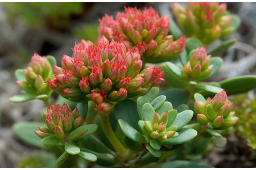 RHODIOLA ROSEA - ALL WE NOW ABOUT IT