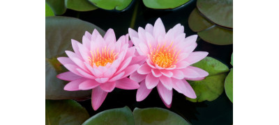 THE POWER OF MAGNIFICENT LOTUS