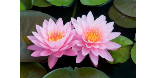 THE POWER OF MAGNIFICENT LOTUS