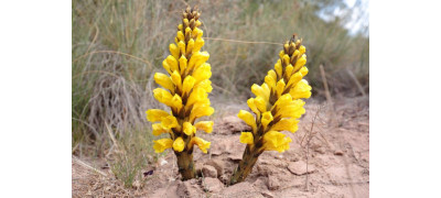 CISTANCHE OR THE ROOT OF LIFE IN DESERT