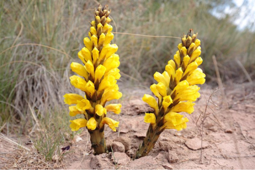 CISTANCHE OR THE ROOT OF LIFE IN DESERT