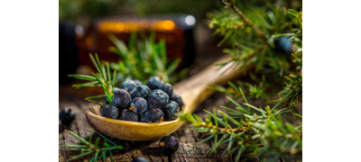 MIND-BLOWING FACTS ABOUT JUNIPER 
