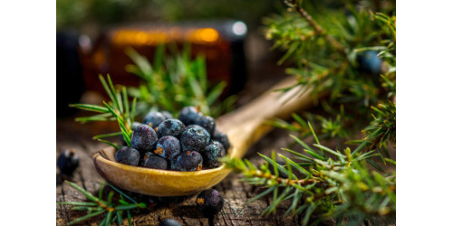 MIND-BLOWING FACTS ABOUT JUNIPER 