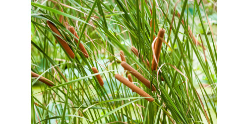TYPHA ANGUSTIFOLIA FACTS