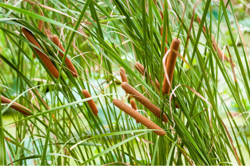 TYPHA ANGUSTIFOLIA FACTS