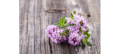 AROMATIC THYME