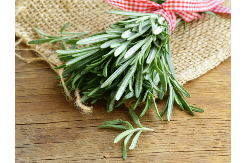THE POWER OF ROSEMARY