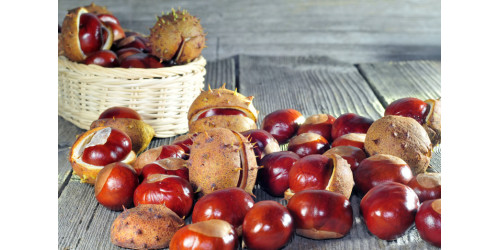 ALL YOU NEED TO KNOW ABOUT HORSE CHESTNUT 