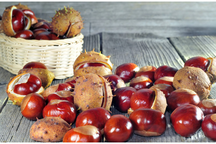 ALL YOU NEED TO KNOW ABOUT HORSE CHESTNUT 