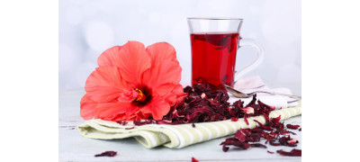 WHAT DO YOU KNOW ABOUT HIBISCUS?