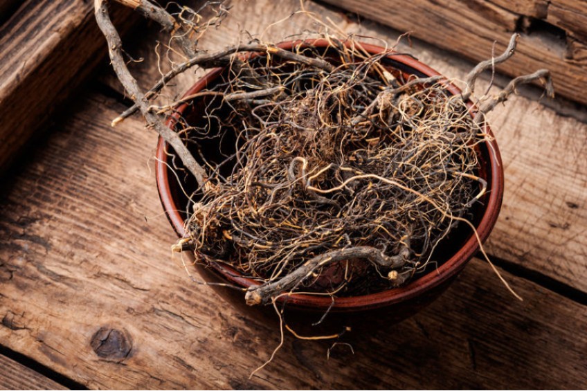 Jaral Roots MARAL ROOT
