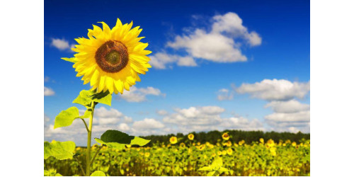 SUNFLOWER… THE MOST POSITIVE FLOWER EVER!