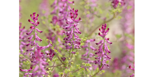 WHAT IS FUMITORY? 