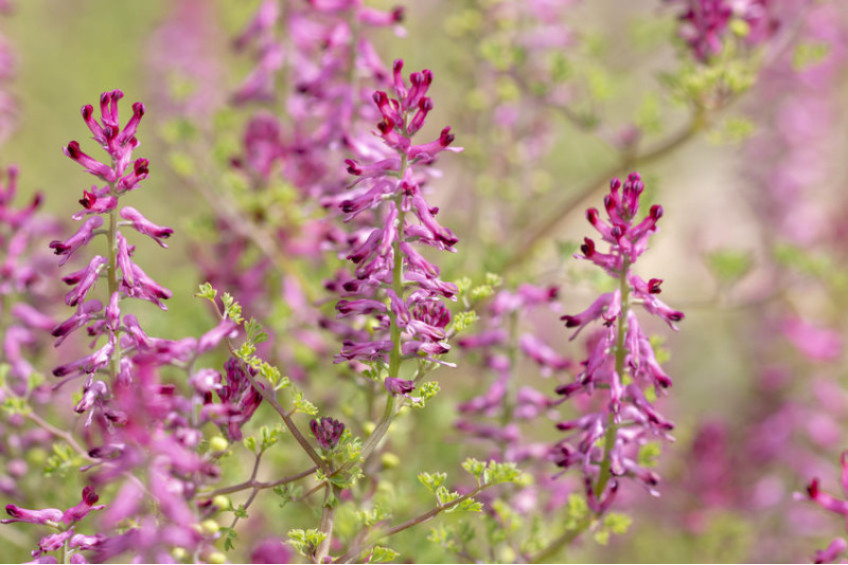 WHAT IS FUMITORY? 