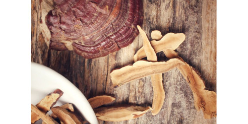 EVERYTHING YOU NEED TO KNOW ABOUT REISHI 