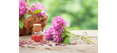 WHAT EVERYBODY OUGHT TO KNOW ABOUT RED CLOVER 
