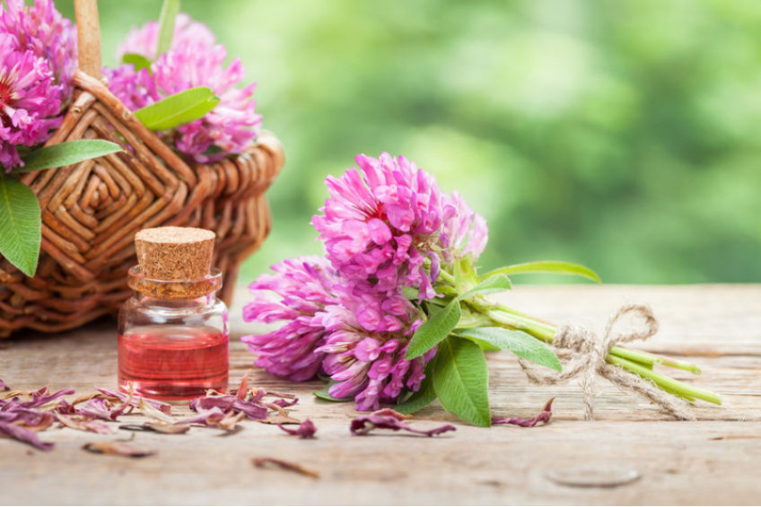 WHAT EVERYBODY OUGHT TO KNOW ABOUT RED CLOVER 