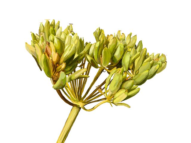 Lomatium Root Herbal